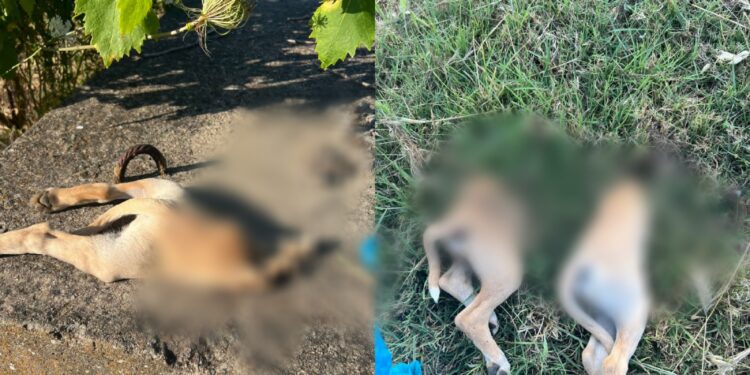 San Gavino, cuccioli uccisi e tagliati in due: una taglia di 4 mila euro per trovare il responsabile dell’orrore