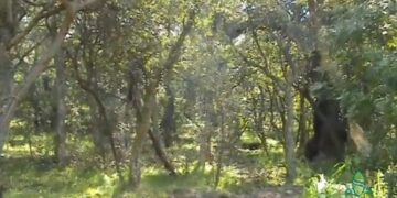 Gonnosfanadiga: atti vandalici a Pardu Mannu, il sindaco chiude l’area verde e promette le foto trappole