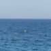 Mistero “Ufo” a Pula, spuntano 4 misteriosi oggetti bianchi a pelo d’acqua -VIDEO