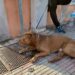 Vaga per le vie del centro, cittadini in “ostaggio” di un pitbull ad Assemini