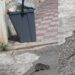 La Cagliari di Zedda è la città dei topi: “Eccoli a scorrazzare sui mastelli traboccanti”