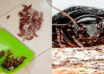 Interventi su canali, suolo pubblico e condotte fognarie: a Sestu è guerra alle blatte