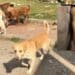 Capoterra, dopo il caso del cane impiccato si cerca di salvare tutti gli esemplari del branco