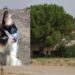 Monserrato, il nuovo Mc Donald’s sfratta i gatti: via la colonia felina per fare spazio a un maxi polo commerciale