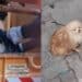 Orrore a Cagliari, rinchiuso dentro una busta e buttato come se fosse immondizia: cagnolino salvato da morte certa