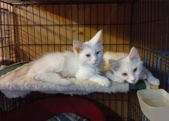 Zampetta sarda, adozione del cuore per Elsa e Tommy: due adorabili fratellini di tre mesi