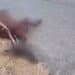 Cervo attraversa la strada all’improvviso e manda in ospedale il conducente del mezzo che lo ha travolto: allarme animali selvatici nel Sulcis