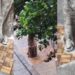 Cagliari, in piazza Yenne il curioso caso dell’albero soffocato dal cemento e dalle piastrelle