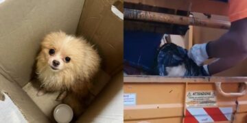 Cagliari, è mistero sulla sorte del cagnolino trovato dentro un sacco dai netturbini