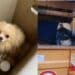 Cagliari, il cagnolino salvato dagli operatori della De Vizia sembra essere sparito nel nulla