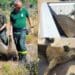 Pula, barracelli salvano due cinghiali intrappolati all’interno di un laghetto