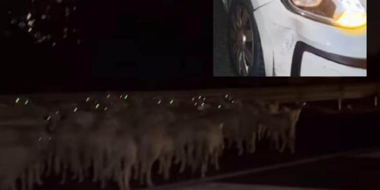 Cagliari, ancora un incidente per la presenza di pecore sulla Ss 131