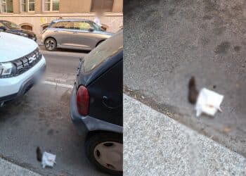 Cagliari, via Crispi scambiata per wc: escrementi in strada a due passi da bar e marciapiede