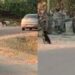 Paura a Samassi, branco di cani rincorre e tenta di aggredire chiunque passi vicino