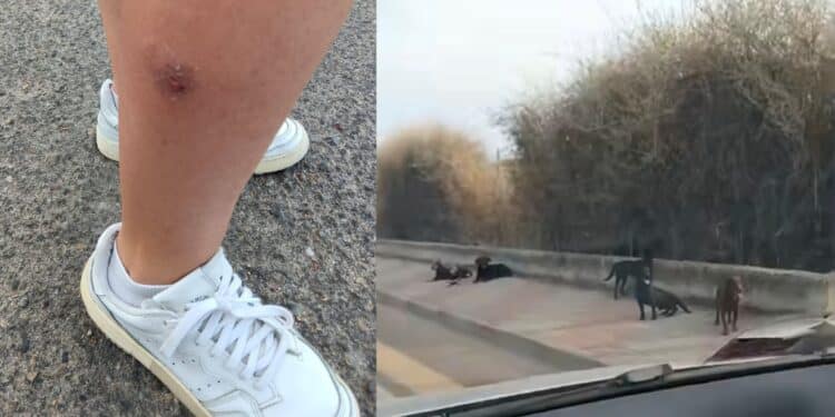 Cagliari, allarme cane randagi: aggredita dal branco, giovane donna salvata da una passante