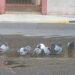 Assemini, maxi perdita d’acqua da due mesi in via Kolbe: “I piccioni ringraziano”