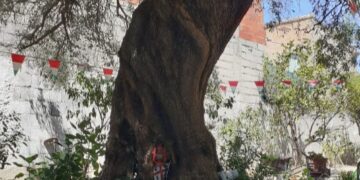 Siliqua, a casa Collu l’albero più longevo del paese: un ulivo con più di 310 anni