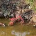 Carrelli della spesa e rifiuti nel rio Santa Lucia a Capoterra: “Il Comune ha bonificato 2 anni fa”