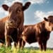 Dermatite bovina, Coldiretti Sardegna: “Subito una norma chiara per dare risposte e sostegno agli allevatori in sofferenza”