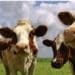 Dermatite bovina, il Consiglio di Stato conferma l’abbattimento di 500 capi