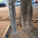 Cagliari, non solo piastrelle e cemento in piazza Yenne: “Chi ha piantato un palo tra le radici di un Ficus?”