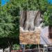 Cagliari, lo scempio dei ficus cementati in piazza Yenne: Comune e Polizia Locale furiosi, fioccano le super multe