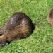 San Gavino Monreale, nutrie con cuccioli a spasso per il paese