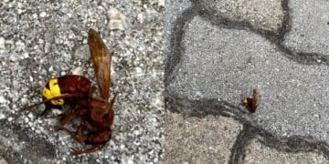 Sestu, nido di vespe asiatiche all’interno di un condominio: si moltiplicano le segnalazioni di avvistamenti degli insetti