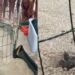 Terzo nido di caretta caretta a Cala Sinzias: la natura premia Castiadas