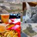 Monserrato, ruspe a lavoro per il McDonald’s: dopo mesi di battaglie i gatti traslocano