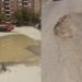 “Piscina pubblica” in via Castiglione a Cagliari, residenti infuriati: “Acqua putrida e degrado”