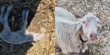 Sardegna, la Lingua blu continua a uccidere: centinaia i capi sterminati nonostante il vaccino