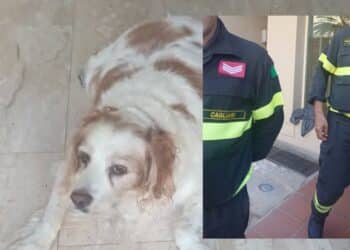 Quartu Sant’Elena, ascensore ko e in aiuto di un cane anziano e cardiopatico arrivano i vigili del fuoco