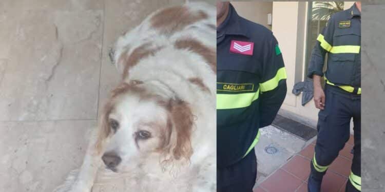 Quartu Sant’Elena, ascensore ko e in aiuto di un cane anziano e cardiopatico arrivano i vigili del fuoco