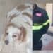 Quartu Sant’Elena, ascensore ko e in aiuto di un cane anziano e cardiopatico arrivano i vigili del fuoco