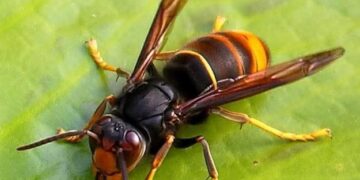 Vespe asiatiche anche a Serdiana, a Pirri intanto riapre il parco della Ex Vetreria