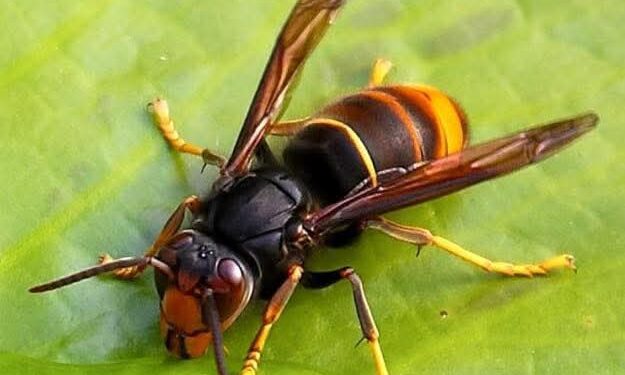 Vespe asiatiche anche a Serdiana, a Pirri intanto riapre il parco della Ex Vetreria