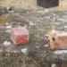 Guspini, bocconi di prosciutto cotto con schegge di vetro e alluminio al loro interno: scatta la denuncia