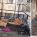 Viale Sant’ignazio tra sporcizia e abbandono, Mura: “È responsabilità di chi governa intervenire”