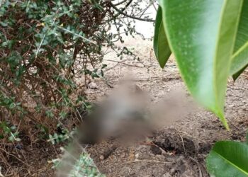 Gatti uccisi da una banda di ragazzini ad Assemini, i cittadini chiedono più telecamere