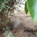 Gatto ucciso a calci da un gruppo di ragazzini ad Assemini, la proprietaria: “Che divertimento avete provato?”