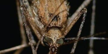 Quattordicesimo caso umano di West Nile in Sardegna: “Proteggetevi dalle punture di zanzara”.
