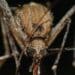 Quattordicesimo caso umano di West Nile in Sardegna: “Proteggetevi dalle punture di zanzara”.