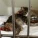 Radio Zampetta Sarda, cucciolo di gatto in fin di vita morso da un cane: al via una raccolta fondi
