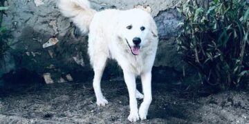 Capoterra, emergenza cani randagi in città, pecore e galline ammazzate da animali incustoditi