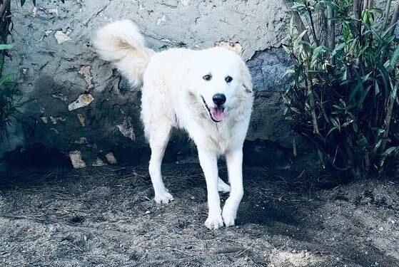 Capoterra, emergenza cani randagi in città, pecore e galline ammazzate da animali incustoditi