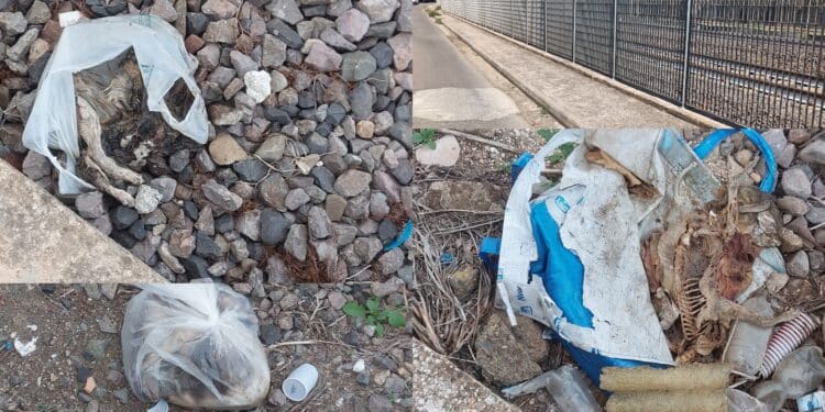 Uccisi, chiusi nelle buste e gettati in mezzo ai binari: triste sorte di cani e gatti a Serramanna