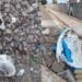 Uccisi, chiusi nelle buste e gettati in mezzo ai binari: triste sorte di cani e gatti a Serramanna