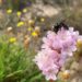 Sardegna, scoperta una nuova specie di ape: Andrena culucciae