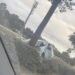Cagliari, schianto in viale Poetto: auto esce di strada e finisce contro un albero
